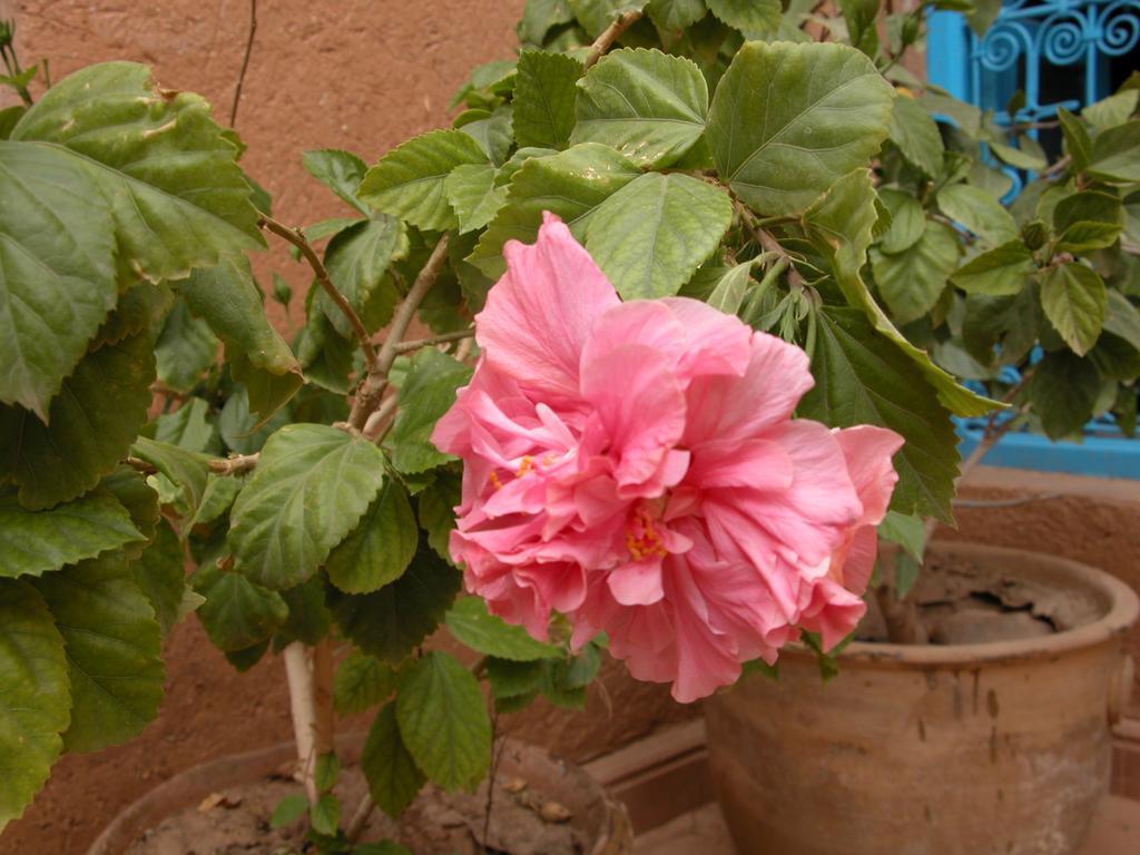 Kasbah Iswan Bed & Breakfast Kelaat-M'Gouna ภายนอก รูปภาพ